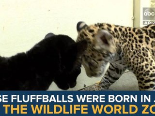 Meet Inti and Killa: Wildlife World Zoo's baby jaguars - ABC15 Digital