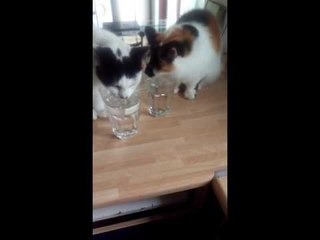 Cats Drinking | We don't do bowls