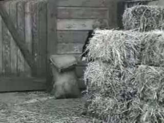 Three Stooges - Three Troubledoers