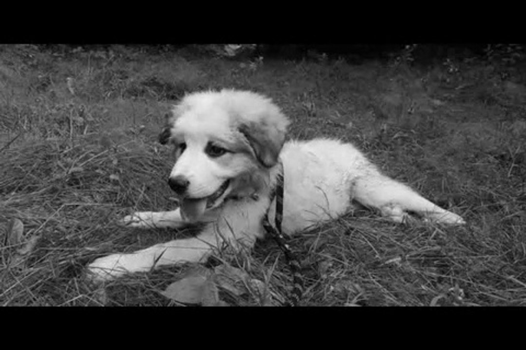 Le Rakuen promenades 2016-07 Baloo