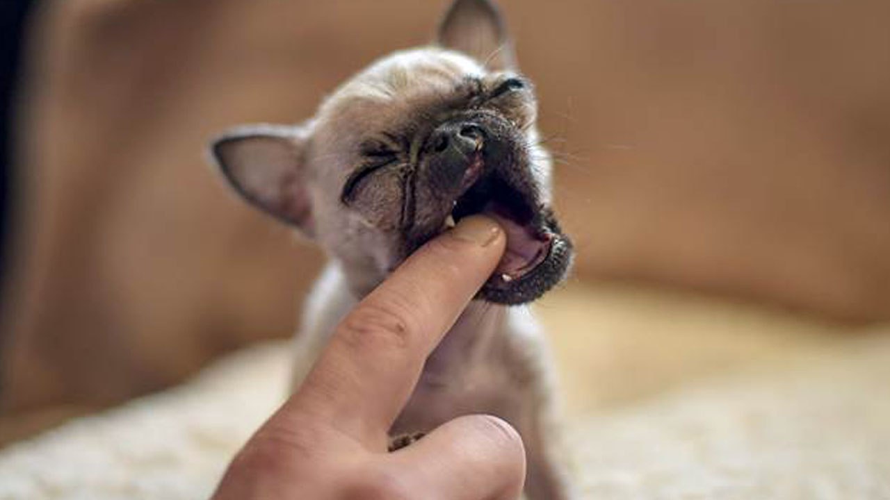 10 Tiniest Dog Breeds In The World 2016