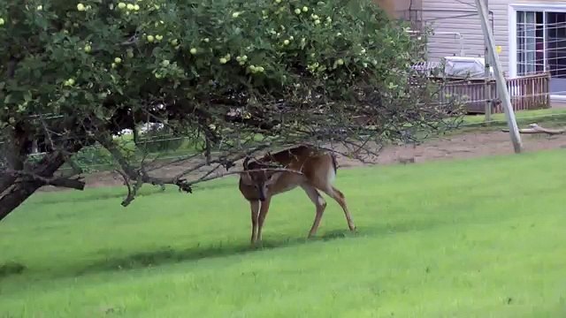 Un PitBull Si Avvicina Ad Un Cervo: Guardate cosa Succede!