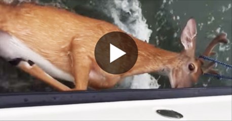 Deer-rescued-from-Long-Island-Sound