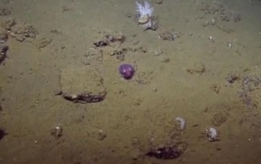 Bu balık dalgıçları kahkahaya boğdu