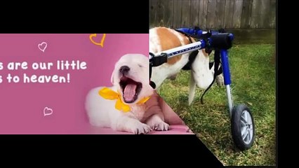 Dog Boarding San Diego