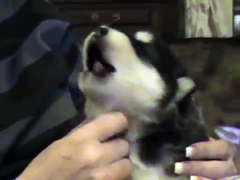 Husky puppy howling
