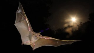 Bat Squeak Sound Effect
