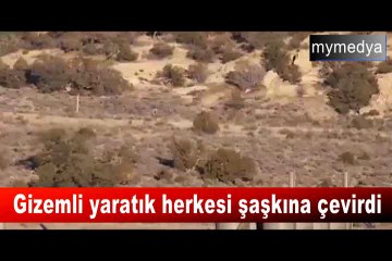 Gizemli yaratık herkesi şaşkına çevirdi