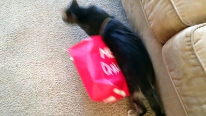 Cute Cat Gets Self Stuck In Gift Bag Handle