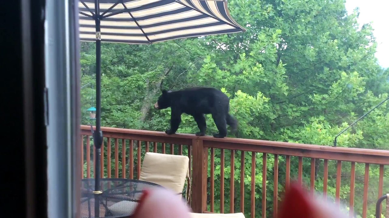 Ce bébé ours découvre les joies des distributeurs de graines pour oiseaux!