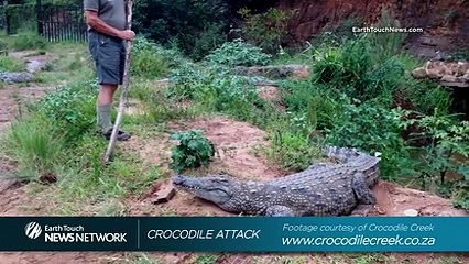 Il cherche un crocodile et se fait attaquer