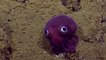 l'animal le plus mignon du monde : Un Stubby Squid repéré au large des côtes de la Californie