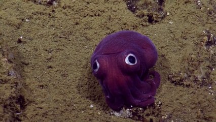 l'animal le plus mignon du monde : Un Stubby Squid repéré au large des côtes de la Californie