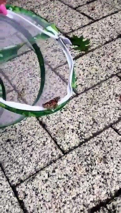 Et oui la nature est cruelle... Pauvre papillon