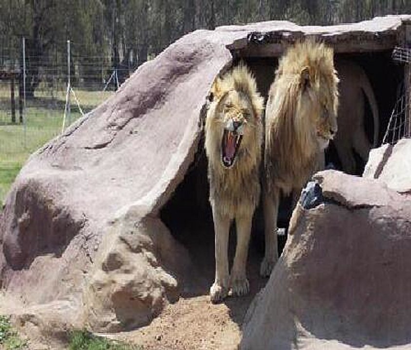 Lions Kill 12-Year-Old Boy