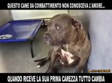 Cane da combattimento che riceve la sua prima carezza