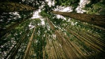 Wald und Natur Umgebungsgeräusche
