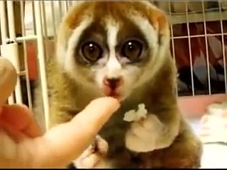 Talvez O Animal Mais Fofo De Sempre!