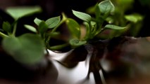 (Macro View) Water Drops on the Leafs