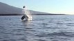 Cette orque cruelle balance une tortue de mer dans les airs pour s'amuser