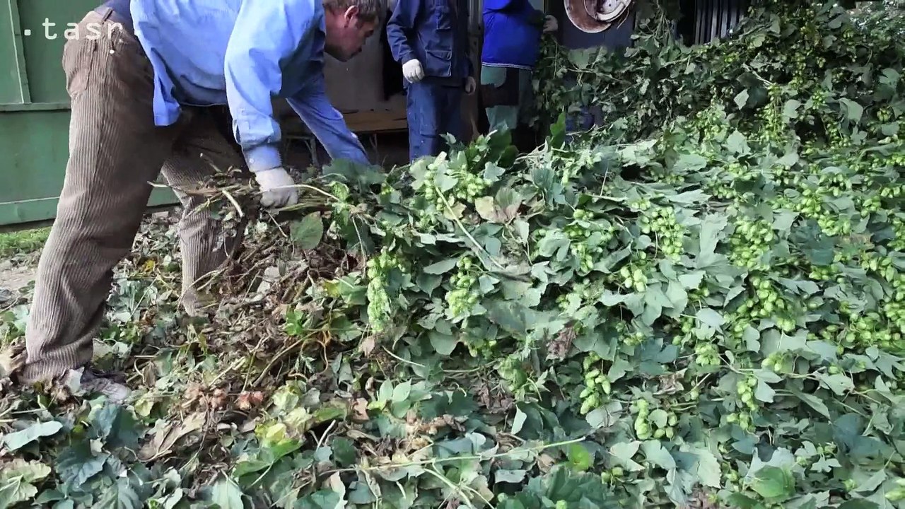 Úroda chmeľu je lepšia, dvojnásobok oproti vlaňajšku
