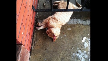 À première vu, il pense avoir trouvé un chat mort devant chez lui, mais c'est une surprise quand il observe ses pattes