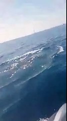 Un banc de dauphin filmé au large de Canet en roussilion (66) / VIDEO