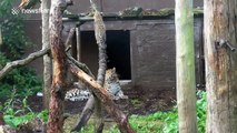 Amur leopard mother tries to stop naughty cub from climbing