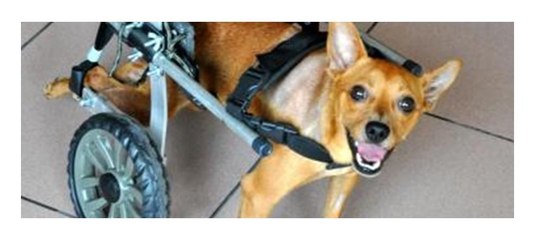 Felç kaldı ama yürüteç sayesinde yeniden hareket edebiliyor