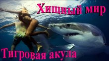 Хищный мир.Тигровая акула.