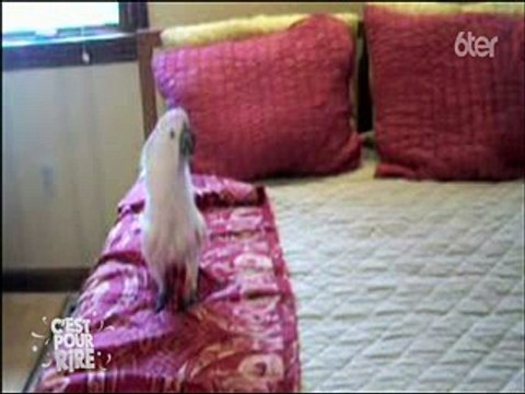 6ter - Norbert et Jean le défi (Réaliser un menu 3 étoiles uniquement avec des restes qui finissent habituellement à la poubelle ) - 20-08-2016 20h40 10m (19144)_xvid