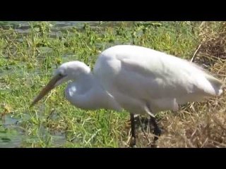Fish Fights Back Inside Bird's Throat