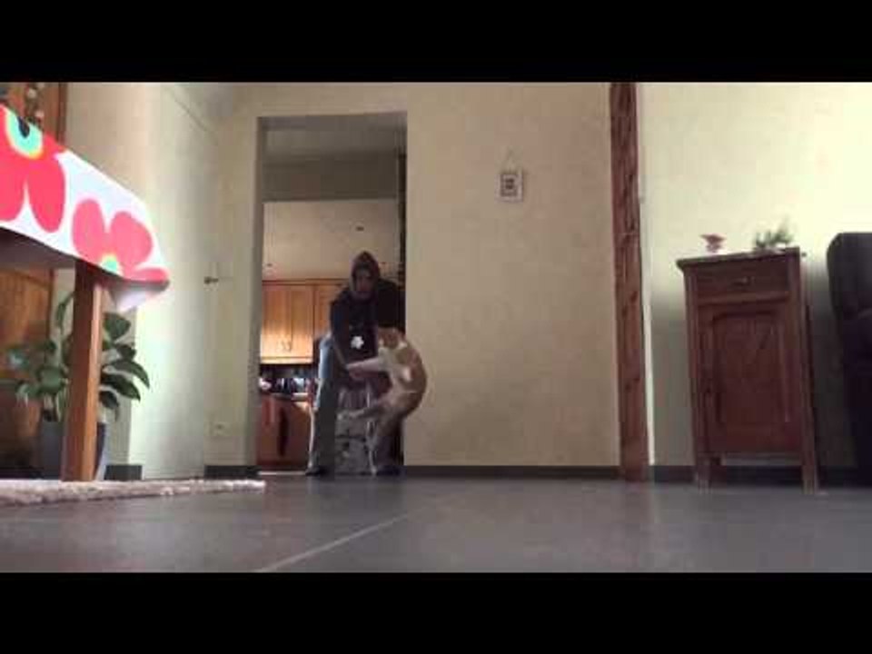 Cat Attacks a Ball With Ninja Jump and Hits the Camera