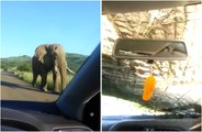 Une rencontre avec un éléphant tourne très mal lors d'un safari !