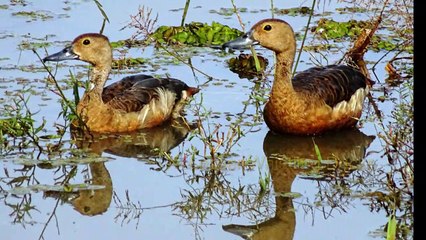 Cormorant painted stork ducks
