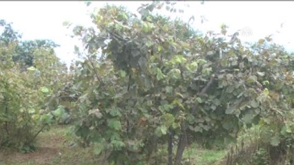 Fındık Üreticisi Ürününü İyi Fiyata Satmayı Bekliyor"