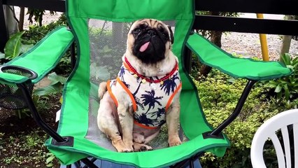 Puppy videos - Puppy so cute