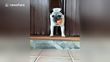 Bandito the pug 'unleashing the inner beast'