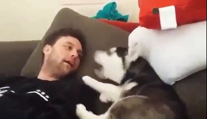 Щенок хаски ругается с хозяином