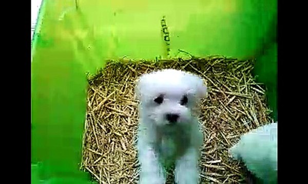 Chiots bichons maltais nés le 3 Juillet