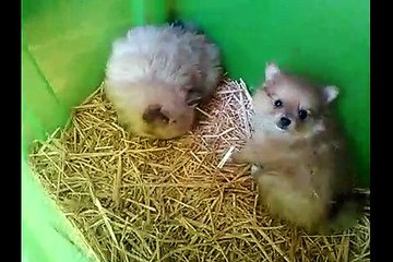 Chiots spitz nés le 5 Juillet