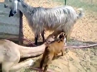 مقاطع فيديو نادرة جدا جمل يرضع من عنز سبحان الله
