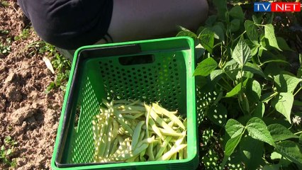 Terra Magazine  "spécial tomates" avec les Jardins de Molay