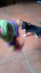 LES CHIHUAHUAS DU DOMAINE DE WEELCOM PARADIS