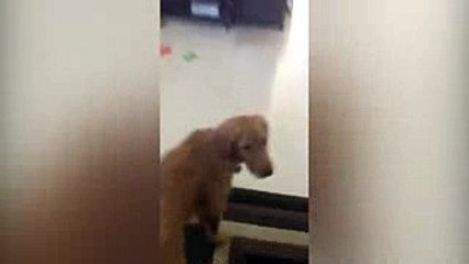 Dog Afraid of Unplugged Vacuum