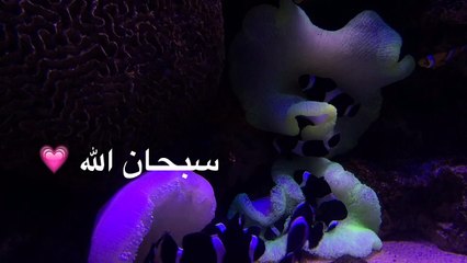 الأسماك - عالم ثاني
