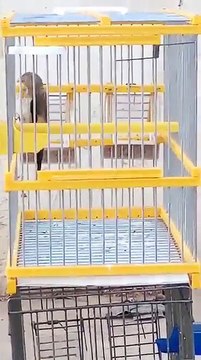 Incroyable regardez mes amis ce phénomène magnifique Chant Chardonneret de : Hamza Didin