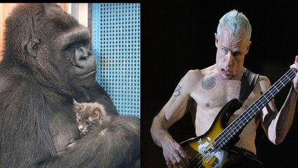 Koko The Gorilla Meets Flea The Musician!