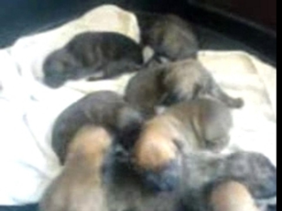 Chiots de la porté de Pacha