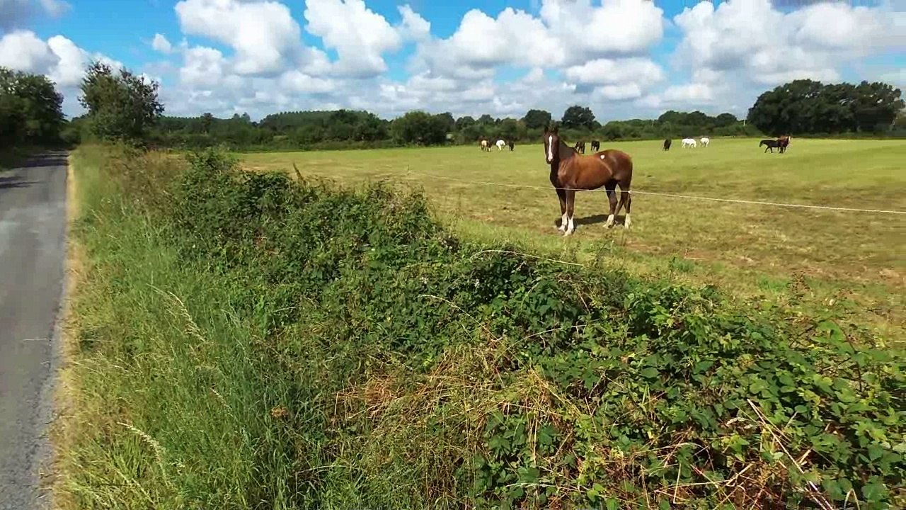 Des Chevaux...et un Drone :)
